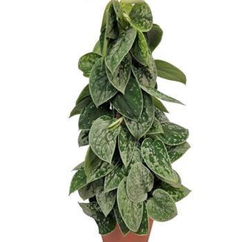 Scindapsus Silvery Ann mosstok