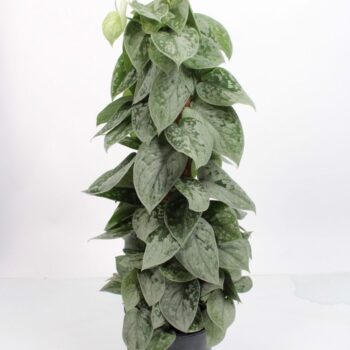 Scindapsus Silvery Ann