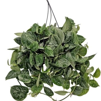 Scindapsus Silvery Ann