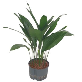 Aspidistra Elatior