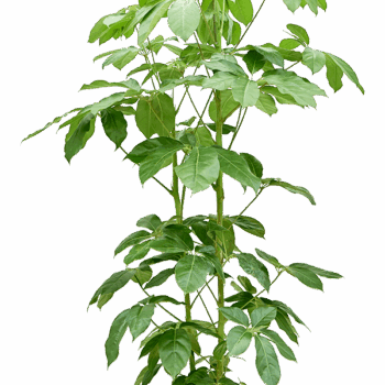 Schefflera actinophylla 'Amate' 2pp (180+)