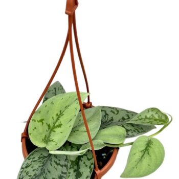 Scindapsus Silver Lady