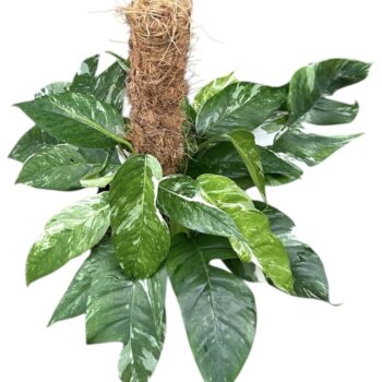 Epipremnum Pinnatum Variegata