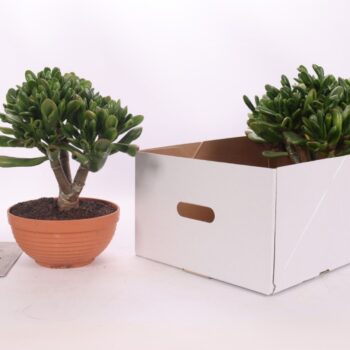 Crassula gollum sunset bowl