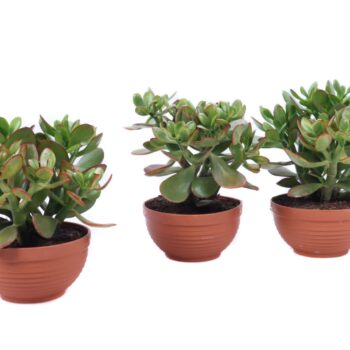 Crassula Sunset bowl