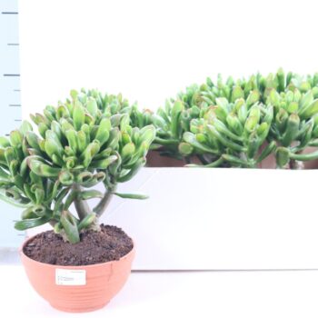 Crassula gollum sunset bowl