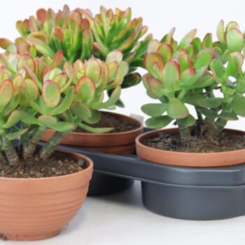 Crassula Sunset bowl