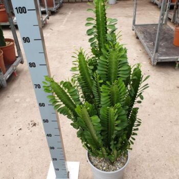 Euphorbia Trigona