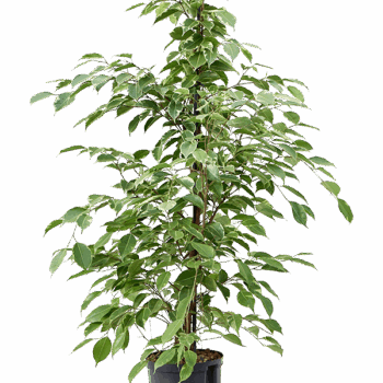 Ficus benjamina 'Golden king' Tuft