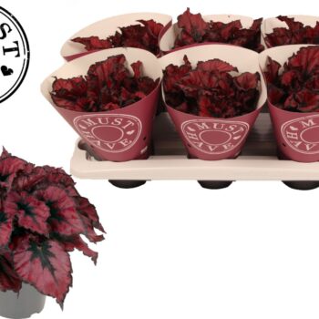 Bladbegonia Rex Kohala Red MUST HAVE