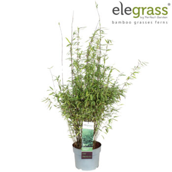 Fargesia nitida 'Dark Shadow'