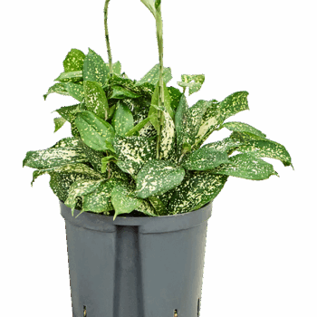 Dracaena godseffiana 'Florida beauty' Tuft