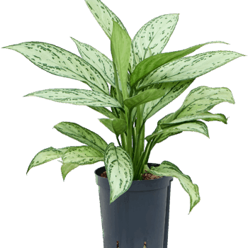 Aglaonema 'Silver Queen' Tuft
