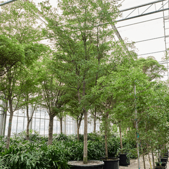 Bucida buceras 'Shady Lady' (800-900) Stem