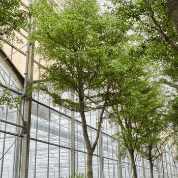 Bucida buceras 'Shady Lady' Stem