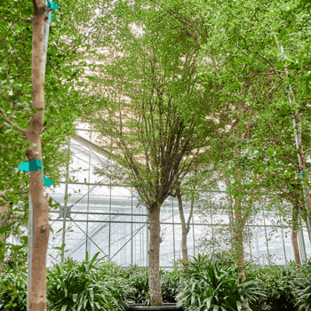 Bucida buceras 'Shady Lady' Stem