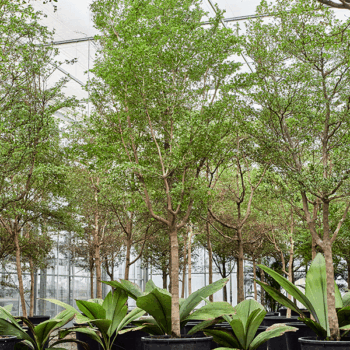 Bucida buceras 'Shady Lady' (500-600) Stem