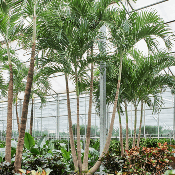 Veitchia (Adonidia) Merrillii 4-Stem