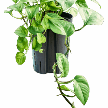Scindapsus (Epipremnum) 'Global Green Hanger
