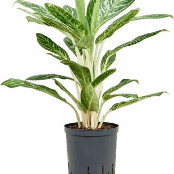 Aglaonema 'Madonna' Tuft