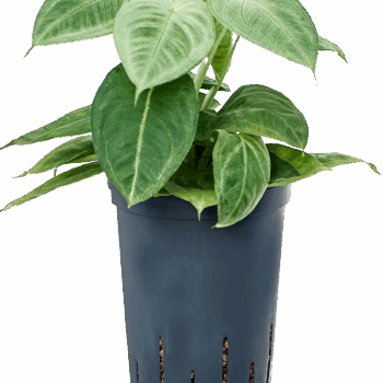 Syngonium macrophyllum 'Frosted Heart'