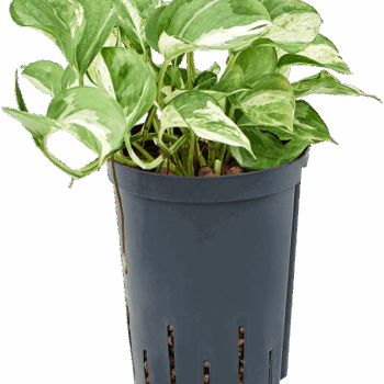 Scindapsus (Epipremnum) 'Happy Leaf' Ranker