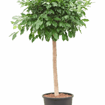 Ficus microcarpa ‘Nitida’ Stem