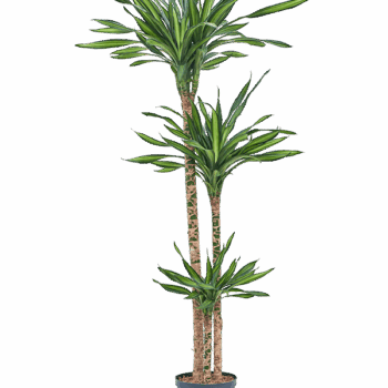 Dracaena fragrans 'Riki' 90-60-30