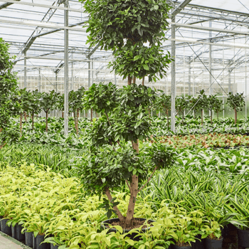Ficus microcarpa ‘Nitida’ Branched/Multi crowns