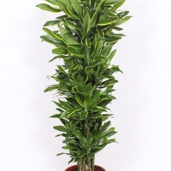 Dracaena Golden Coast