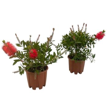 Callistemon citrinus 'Splendens'