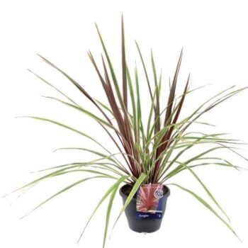 Cordyline australis Can Can