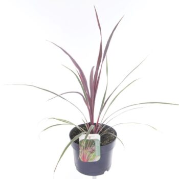 Cordyline australis Can Can