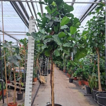 Ficus Lyrata multistam 380