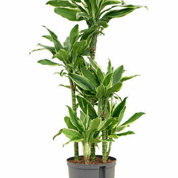 Dracaena fragrans 'Golden Coast' 60-Carrousel