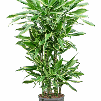 Dracaena fragrans 'Golden Coast' 60-Carrousel