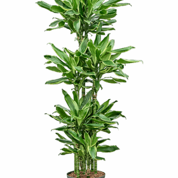 Dracaena fragrans 'Golden Coast' 90-Carrousel