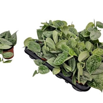 Scindapsus Silvery Ann