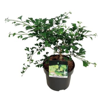 Ginkgo biloba 'Little Emperor'