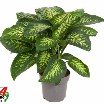 Dieffenbachia Reeva