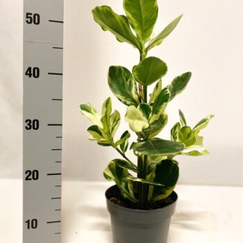 Clusia Rosea White Star