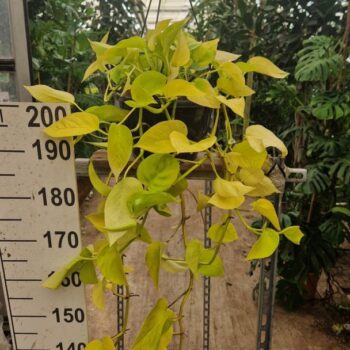 Epiperium Golden Pothos