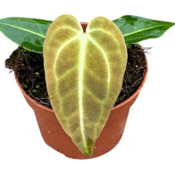 Anthurium Regale