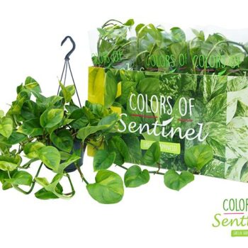 Epipremnum Pinnatum Global Green - Hangpot