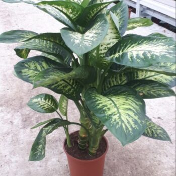 Dieffenbachia Tropic Snow
