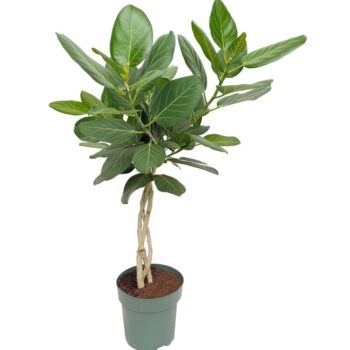 Ficus Audrey