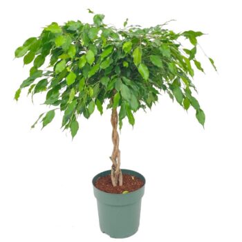 Ficus Adora