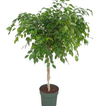 Ficus Adora