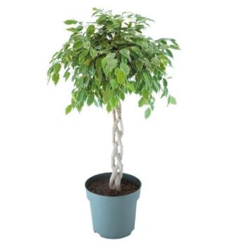 Ficus Safrana
