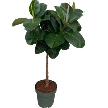 Ficus Makana